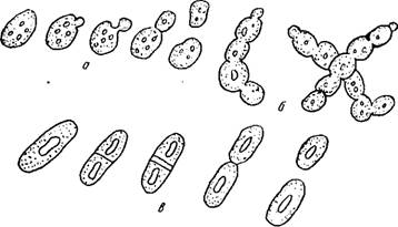 Общая характеристика микроорганизмов